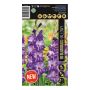 BLOMFRÖ GLADIOLUS HALLOWY PREMIUM SELECTION