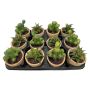 KONSTVÄXT EMERALD SUCKULENT MIX GRÖN 13CM               