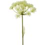 HODWEED EMERALD HERACLEUM VIT 78CM                         