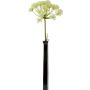 HODWEED EMERALD HERACLEUM VIT 78CM                         