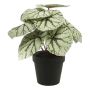 KONSTVÄXT EMERALD BEGONIA I KRUKA 25CM