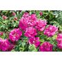 HÄCK RUGOSA-ROS HANSA 30-50CM 200-PACK BARROT
