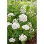 HÄCK BJÖRKSPIREA 15-30CM BARROT