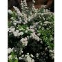 HÄCK BJÖRKSPIREA 15-30CM BARROT