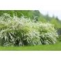 HÄCK NORSKSPIREA GREFSHEIM 30-50CM BARROT
