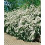 HÄCK BUKETTSPIREA 50-80CM BARROT