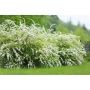 HÄCK NORSKSPIREA GREFSHEIM GOLIAT 60-100CM BARROT