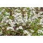 HÄCK NORSKSPIREA GREFSHEIM GOLIAT 60-100CM BARROT