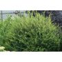 HÄCK NORSKSPIREA GREFSHEIM GOLIAT 60-100CM BARROT