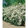 HÄCK BUKETTSPIREA GOLIAT 80-100CM BARROT