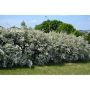 HÄCK BUKETTSPIREA GOLIAT 80-100CM BARROT