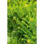 BUSKE JAPANSK JÄRNEK GREEN HEDGE 10-20CM KRUKODLAD