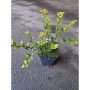 BUSKE JAPANSK JÄRNEK GREEN HEDGE 10-20CM KRUKODLAD