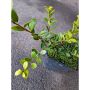 BUSKE JAPANSK JÄRNEK GREEN HEDGE 10-20CM KRUKODLAD