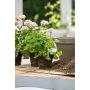PELARGONJORD HASSELFORS MB 15L