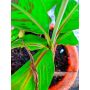 PRYDNADSVÄXT RÖD BANAN EVERRED 50-60CM