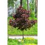 PRYDNADSTRÄD SKOGSLÖNN ROYALRED 80CM