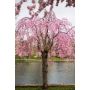 FRUKTTRÄD PRUNUS ITOSAKURA HÄNGKÖRSBÄR 120CM