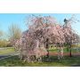 FRUKTTRÄD PRUNUS ITOSAKURA HÄNGKÖRSBÄR 120CM