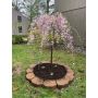 FRUKTTRÄD PRUNUS ITOSAKURA HÄNGKÖRSBÄR 120CM