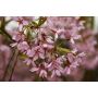 FRUKTTRÄD PRUNUS ITOSAKURA HÄNGKÖRSBÄR 120CM