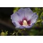 PRYDNADSBUSKE HIBISCUS SYRIACUS MARINA 70-80CM