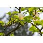 BUSKE MAGNOLIA SUNSATION 60-80CM