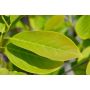 BUSKE MAGNOLIA SUNSATION 60-80CM
