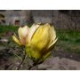 BUSKE MAGNOLIA SUNSATION 60-80CM