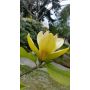BUSKE MAGNOLIA SUNSATION 60-80CM