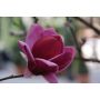 BUSKE ROSENMAGNOLIA GENIE PBR 80-100CM