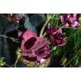 BUSKE ROSENMAGNOLIA GENIE PBR 80-100CM