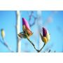 BUSKE ROSENMAGNOLIA GENIE PBR 80-100CM