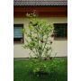 BUSKE ROSENMAGNOLIA GENIE PBR 80-100CM