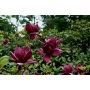 BUSKE ROSENMAGNOLIA GENIE PBR 80-100CM
