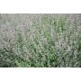 PERENN BERGNEPETA AMELIA 15-PACK