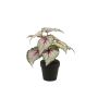KONSTVÄXT EMERALD BEGONIA I KRUKA 25CM