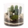 ARRANGEMANG KAKTUS 19CM