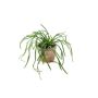 KONSTVÄXT EMERALD RHIPSALIS PANDORA BUSKE GRÖN 20CM