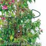 BUSKSTÖD BELISSA 100X40CM GRÖN