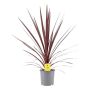 SYDDRACENA RED STAR 24CM