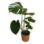 MONSTERA KRUKA 14CM