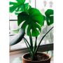 MONSTERA KRUKA 14CM