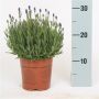 LAVENDEL 14