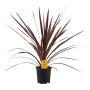 SYDDRACENA RED STAR 13CM