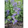 PERENN BERGNEPETA LINGHEM 6-PACK