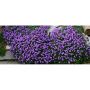 PERENN AUBRIETA BLAUMEISE 6-PACK