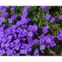 PERENN AUBRIETA BLAUMEISE 15-PACK