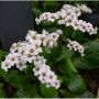 PERENN HJÄRTBERGENIA BRESSINGHAM WHITE 3-PACK