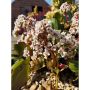 PERENN HJÄRTBERGENIA BRESSINGHAM WHITE 3-PACK